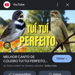 Pássaros e coleiros de fibra