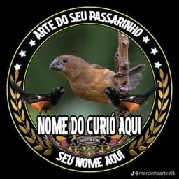 Grupos de pássaros castanhal 🦅🦅Santa Maria do Pará 🐧🐧 ir região 🌏🌏