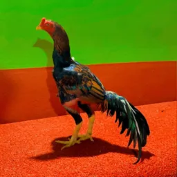 Criatório Faisk 🍀🐓💥 🔥