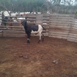 RIFA DE UM CARNEIRO