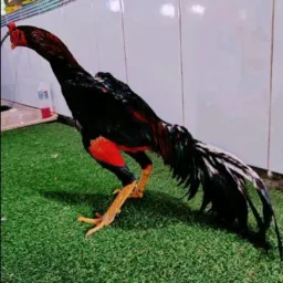 Briks Canguçu E Região