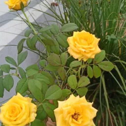 Lú flores2
