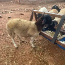 J.L RiFAS🐑