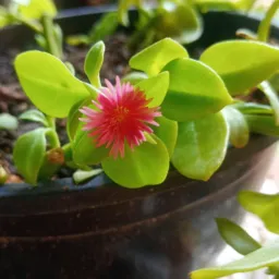 Plantas e Artezanatos🌵🌱🌳🌴🧶🧵