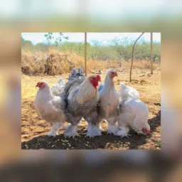 TUDO SOBRE GALINHAS