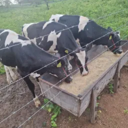Grupo de compra e vendas venturosa e região....