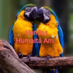 Compre e venda de Humaita