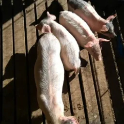 Venda, troca de animais e afins