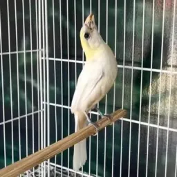 Trinca ferro nossa Paixão
