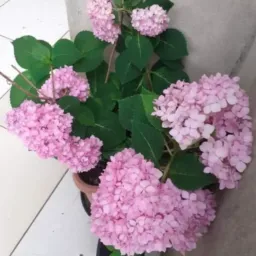 Cantinho das plantas,vendas,trocas e doações (Cabo)🍓🌻🌷🌵🌹🌺🌲⚘️💐🪴🌾