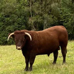 Venda de gado e ovelha cavalos e burro de traçao,caminhao ou camionete boiadeira, pomerode e regiao