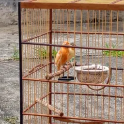🐦Rifa de Casal de canário com gaiolão🐦