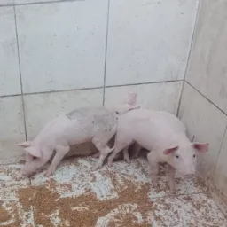 RIFA DE UM 🐖🐷🐽