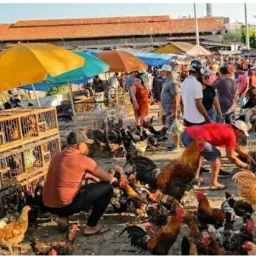 🐓10 🦃Grupo🐎 feira 🐕‍🦺dos 🦚animais 🐎