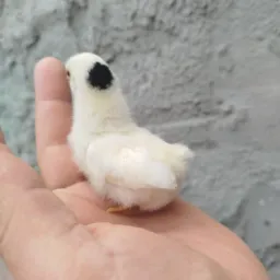 Mini garnise , ovos e aves