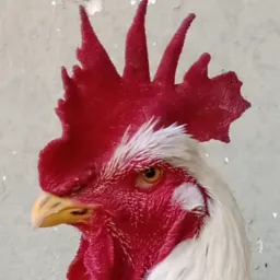 CG (Vendas, trocas e compras de qualquer animal, silvestre só legalizado)