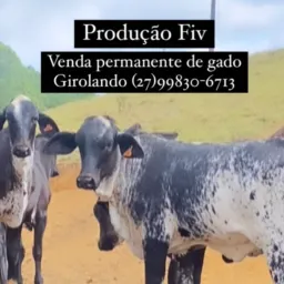 Girolando Fiv Capixaba