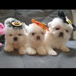 PERFEITINHOS DE FILHOTES DE TODAS AS RAÇAS