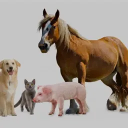 Venda geral carro moto animais e etc