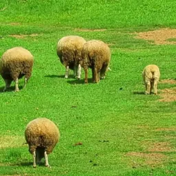 AGRÍCOLA SEM LIMITES BRASIL AGRO PECUÁRIA FAZENDA PISCICULTURA CAPRINOS SUÍNOS AVES  NAÇÃO BRASILEIR