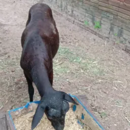 Rifa de uma carneira dorpe 🐑🐑