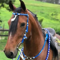 Criadores de salvador/ região 🐎🐎🐎