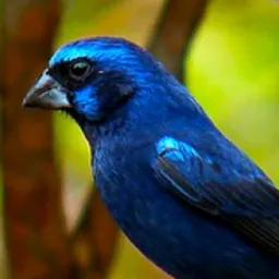 🦜 VENDA E TROCA DE PÁSSAROS ATÉ 200$ 🦜