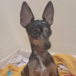  ORELHUDOS🐶