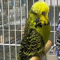 🦜Psitacídeos do Brasil🦜