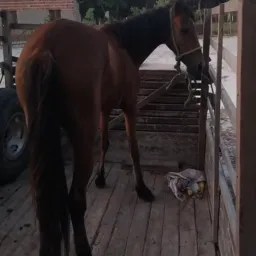 RIFA DE UMA POTRA DE EGUA COBERTA DE UM CAVALO QUARTO DE MILHA
