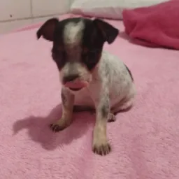 Compra e vendas pinscher 🐶 Uberlândia e região