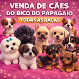 VENDAS DE DOGS TODAS AS RAÇAS 💞🐕💸