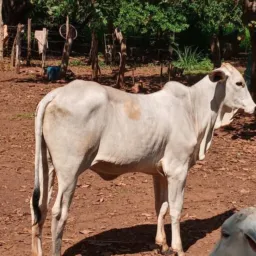 Rifa De uma novilha