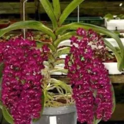 Venda de orquídeas do orquidario do chocolate 🍫