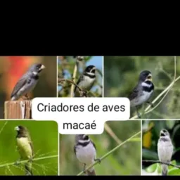 Criadores de aves macaé🐦