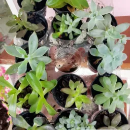 Plantas e CIA🍀🌷💐