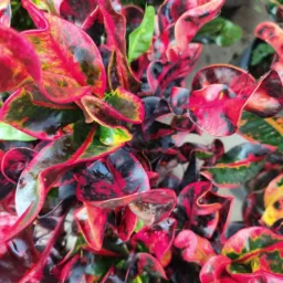 Vendo plantas   folhagens 🌺🏵️☘️🪴🪻