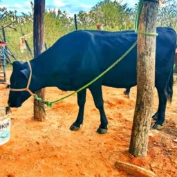 Rifa-se um garrote 🐂