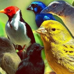 Vendas e trocas passarinho e aves Etc ( fortaleza e Caucaia)