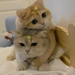 Divulcat