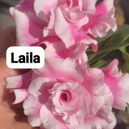 Leni rosas do deserto LGC