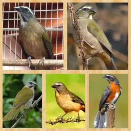 🙏🦅CRIADORES DE PICHARRO🙏🦅