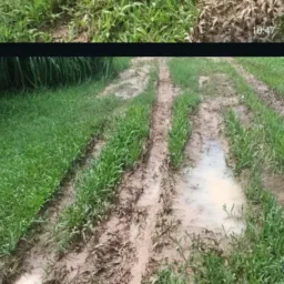 O QUE FALTA NA MINHA RUA SALINÓPOLIS. ACORDA PARÁ. :"O PROGRESSO AQUI NÃO CHEGOU".