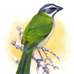 Pássaros Cl