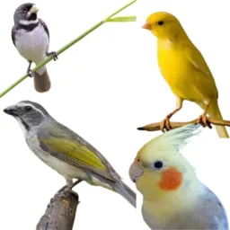 Rolos e vendas em geral tudo pra venda e troca🙌🏾🙌🏾