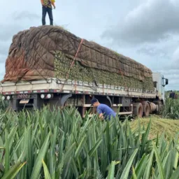 Conexão das frutas 🍉🍍🧅🍈🥭🍊🥥🍅🍌🍍🍋