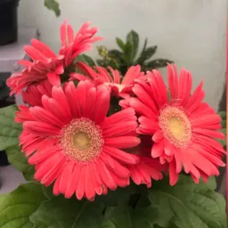 Bela flor🌺🌹