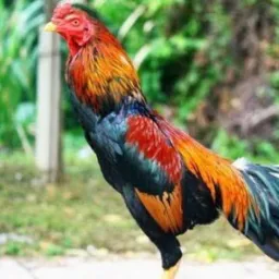 Grupo de aves e gaiolas Bagé
