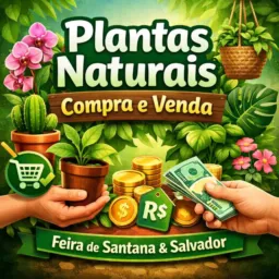 🌿 Plantas Naturais | Compra e Venda – Feira de Santana & Salvador