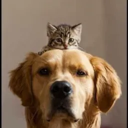 BAZAR PROS CÃES E GATOS DE RUA!!
